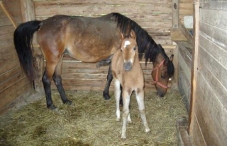  Beaux chevaux